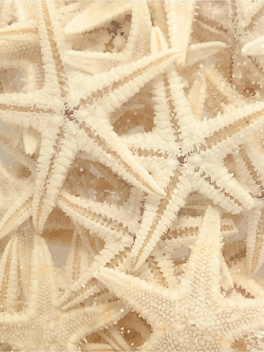 Genuine Real Mini Starfish for Crafts Crafting Resin Wedding Nautical Tabletop
